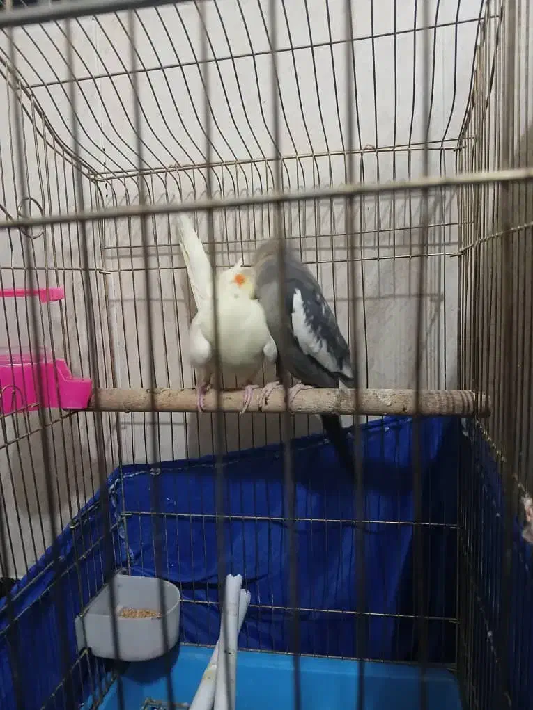 عروس هلندی|پرنده|خرمآباد, |دیوار