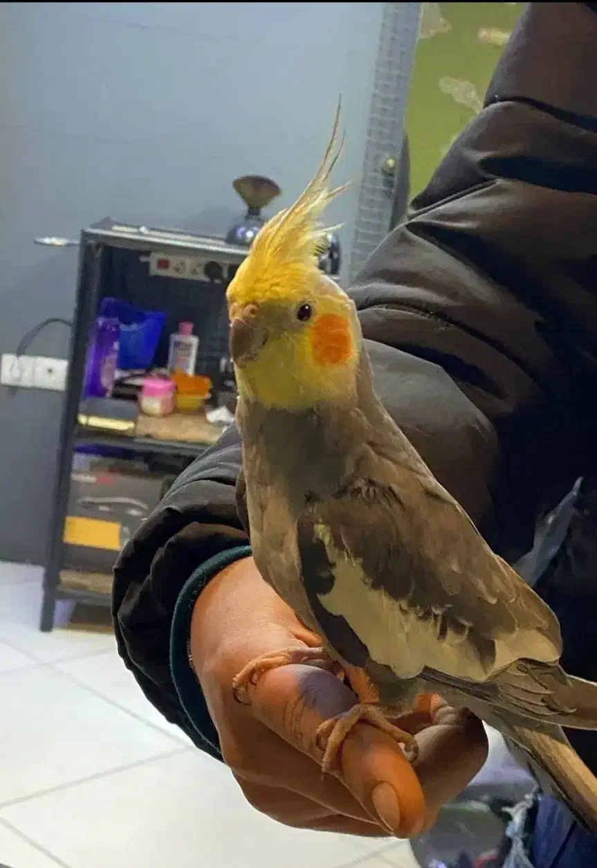 عروس هلندی سهره|پرنده|رباط‌کریم, نصیرشهر|دیوار