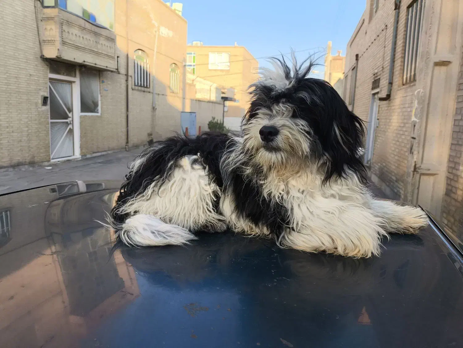 سگ شیتزو|سگ|یزد, |دیوار