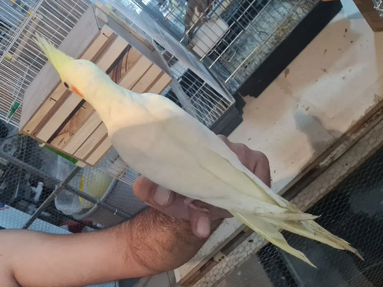 انواع عروس هلندی|پرنده|کرج, خرمدشت|دیوار