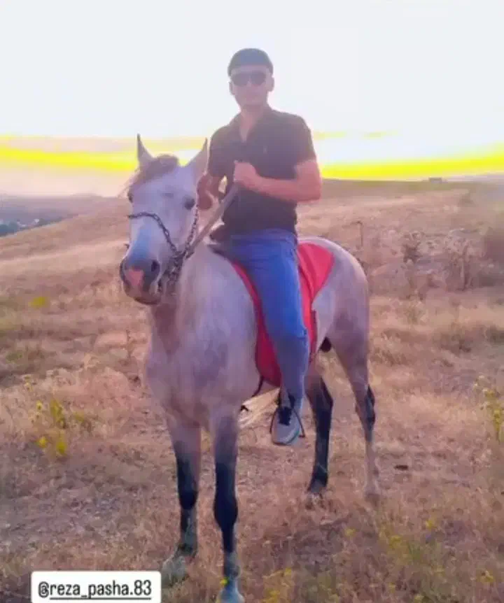 اسب کرد بسیار آرومو سواری دار|اسب و تجهیزات اسب‌سواری|ورزقان, |دیوار