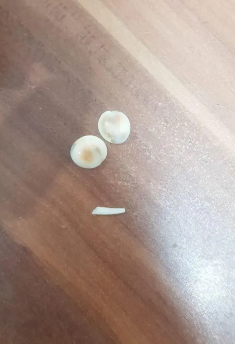 مهره با خواص|کلکسیون و سرگرمی|تربتحیدریه, شهرک ولیعصر|دیوار