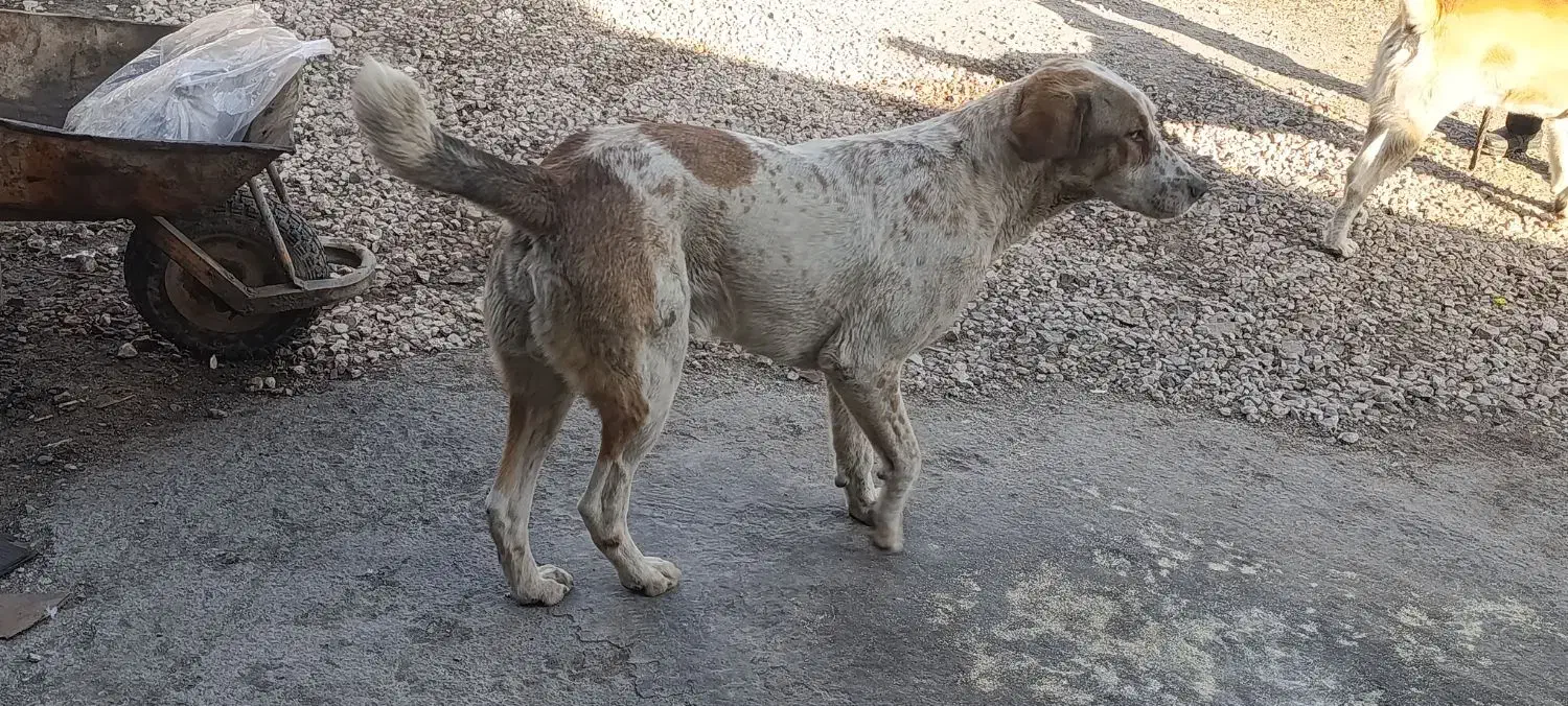 سگ نگهبان|سگ|مشهد, رباط طرق|دیوار