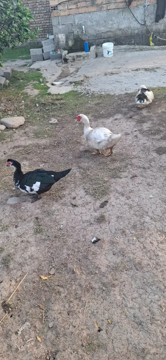 اردک اسراییلی|حیوانات مزرعه|فرح آباد, |دیوار