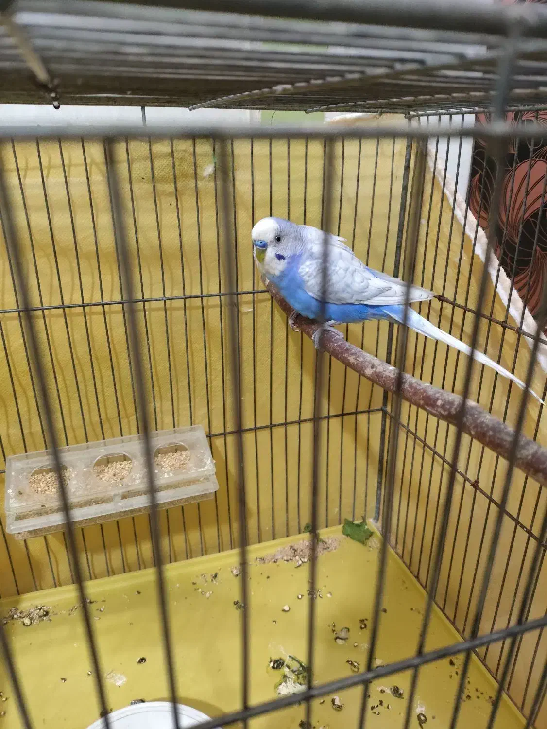 جفت مرغ عشق اسپانگل|پرنده|کرمان, |دیوار