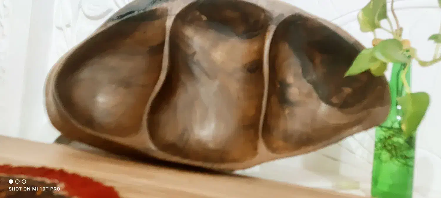 ظروف میوه خوری چوبی|ظروف سرو و پذیرایی|بیرجند, |دیوار