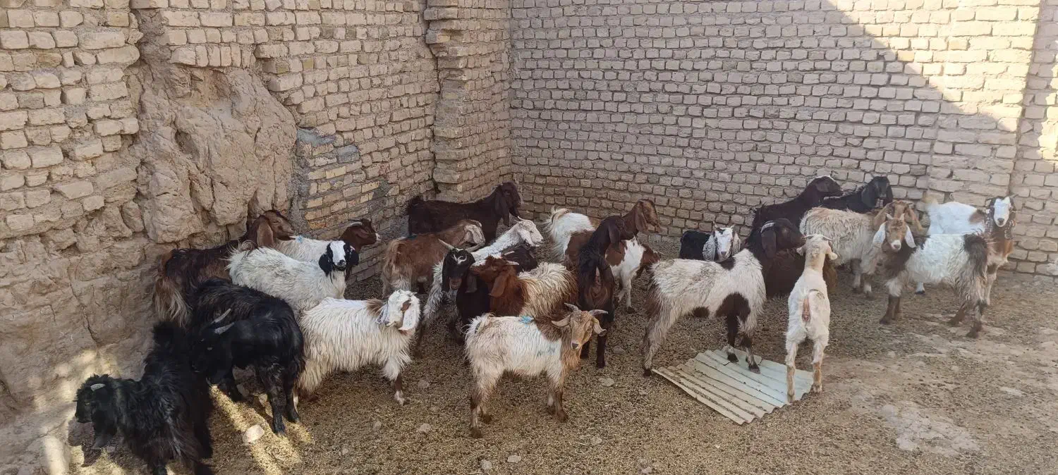 بزغاله پاکستانی اصل|حیوانات مزرعه|مشهد, باغ فراگرد|دیوار