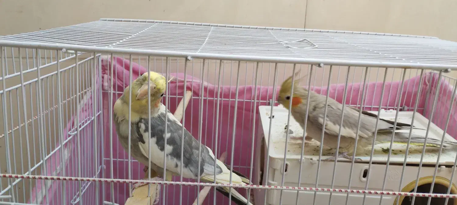 فروش عروس هلندی|پرنده|مشهد, شهید قربانی|دیوار