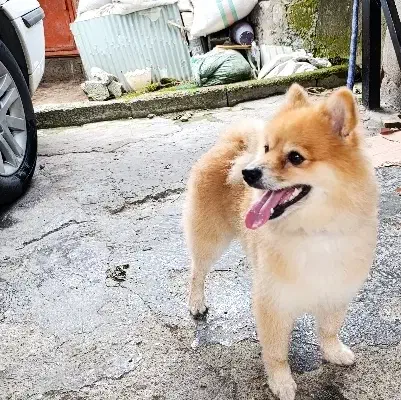 سگ پامرین|سگ|رحیم‌آباد, |دیوار