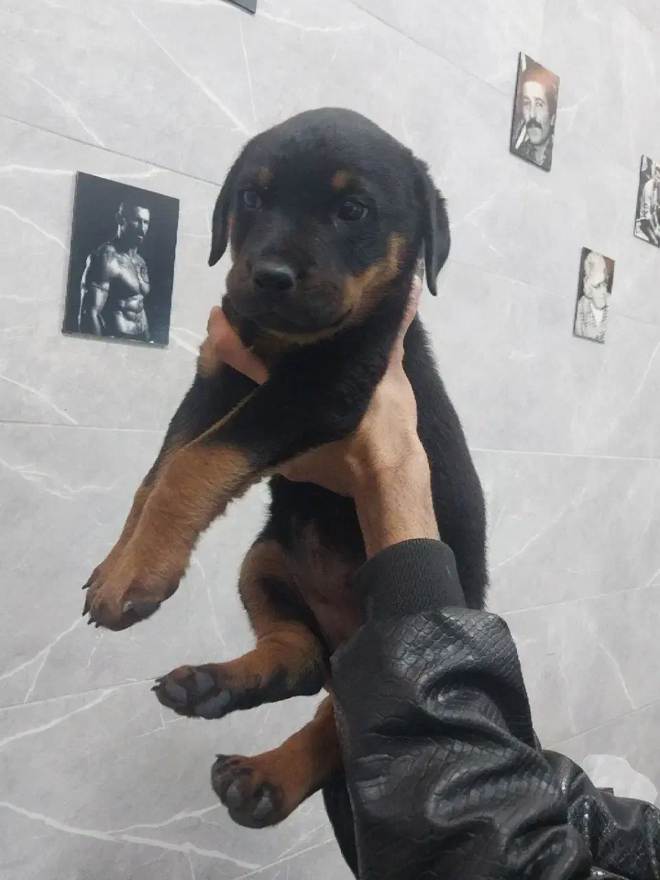 روتوایلر ماده فوری|سگ|فردیس, فردیس|دیوار