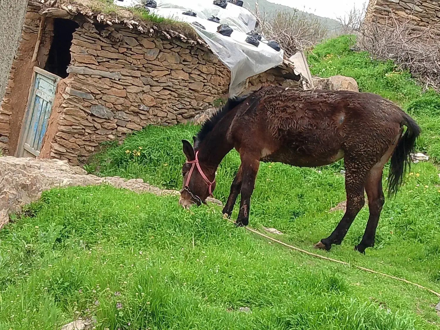 قاطر|حیوانات مزرعه|خاو و میرآباد, |دیوار