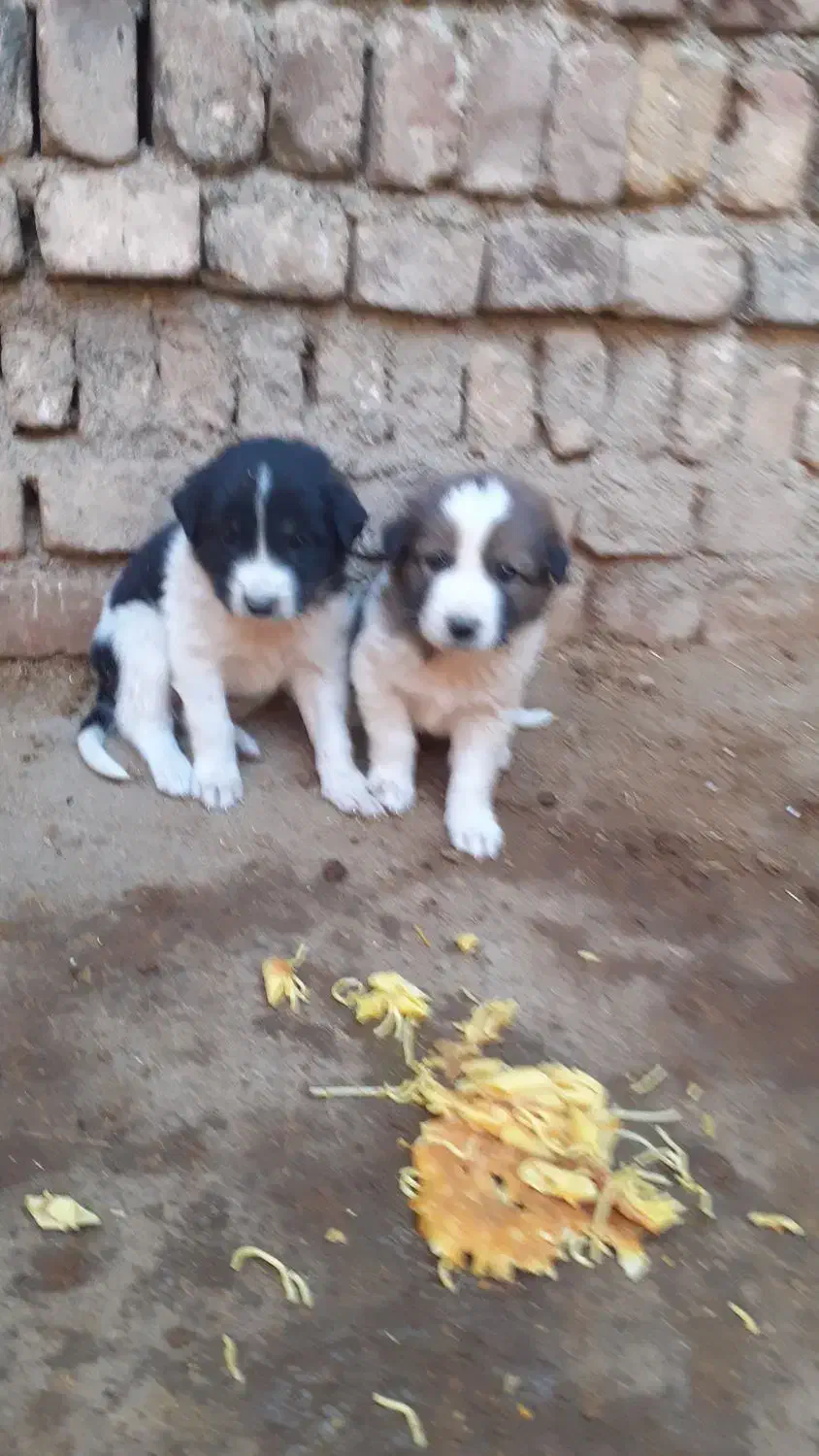 توله سرابی|سگ|اسدآباد, |دیوار