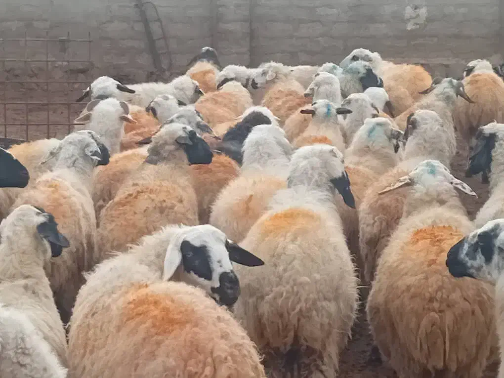 میش فروشی|حیوانات مزرعه|شیراز, شهرک دارایی|دیوار