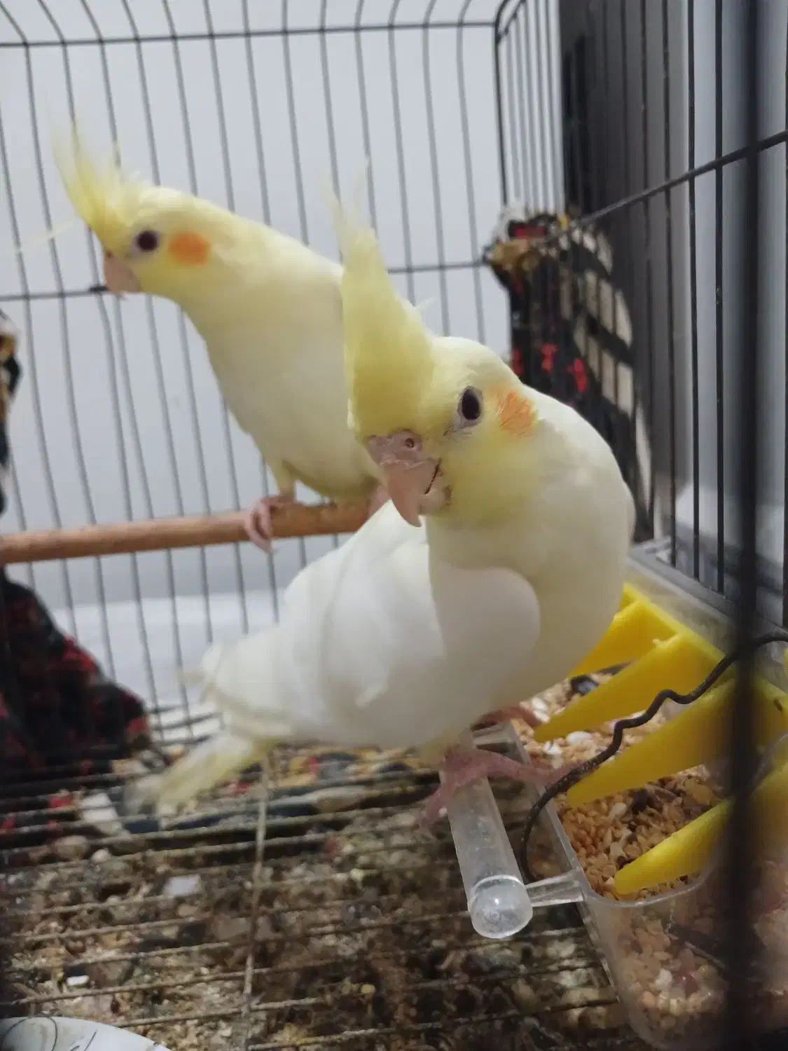 عروس هلندی|پرنده|کارون, |دیوار