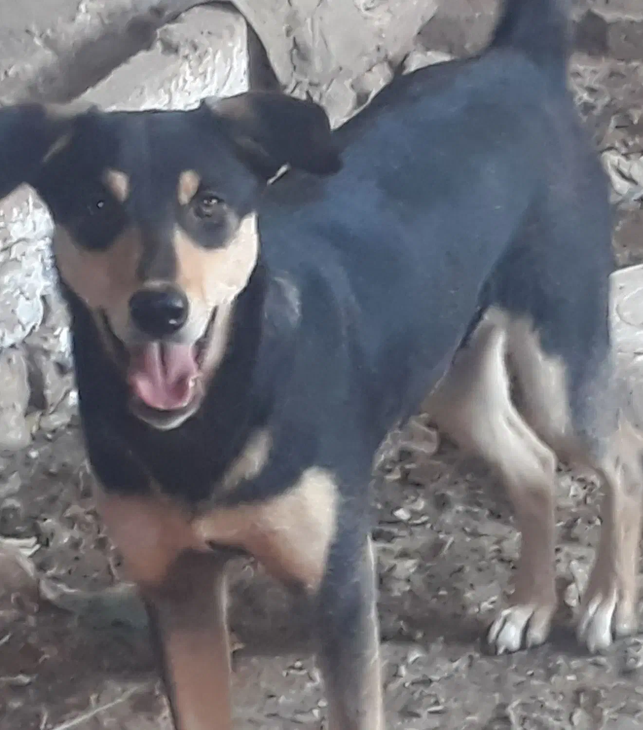 دوبرمن|سگ|سرپل ذهاب, |دیوار