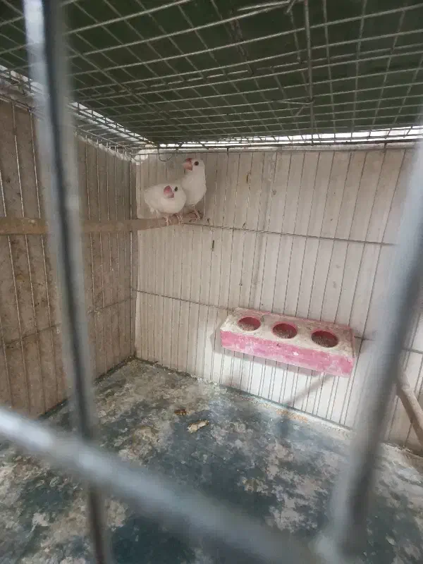 فنج نرگسی|پرنده|مهریز, |دیوار