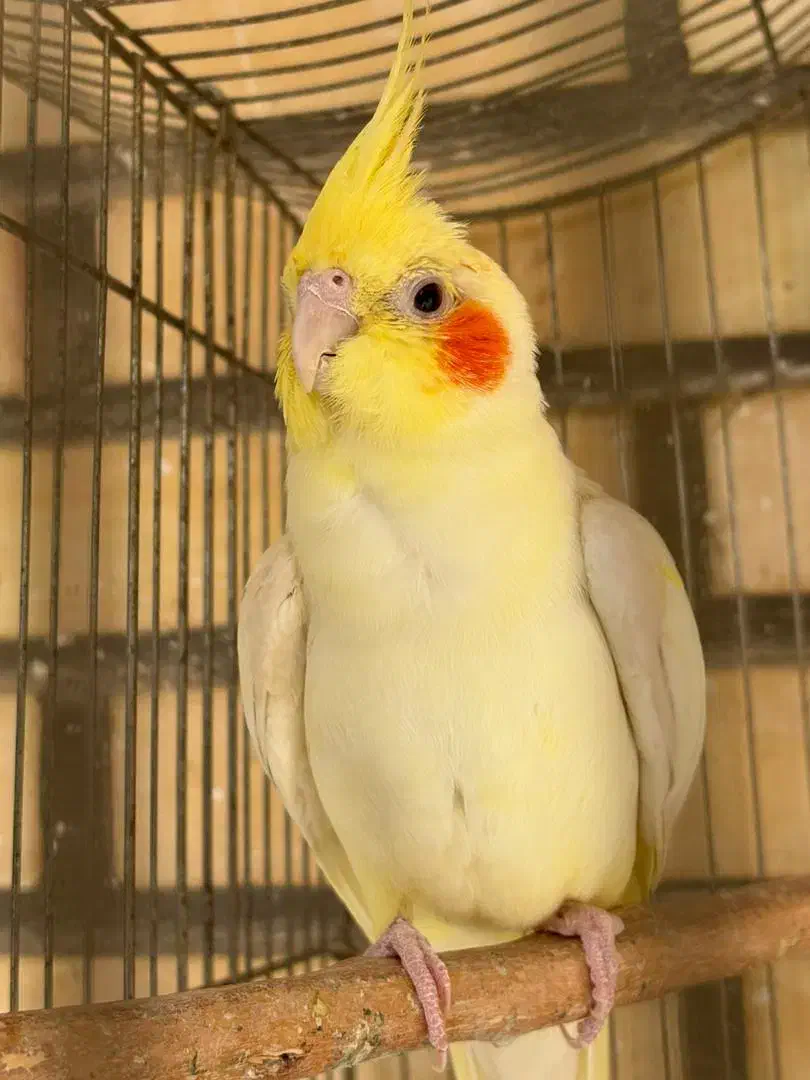 عروس هلندی نر لوتینیو|پرنده|شوشتر, |دیوار