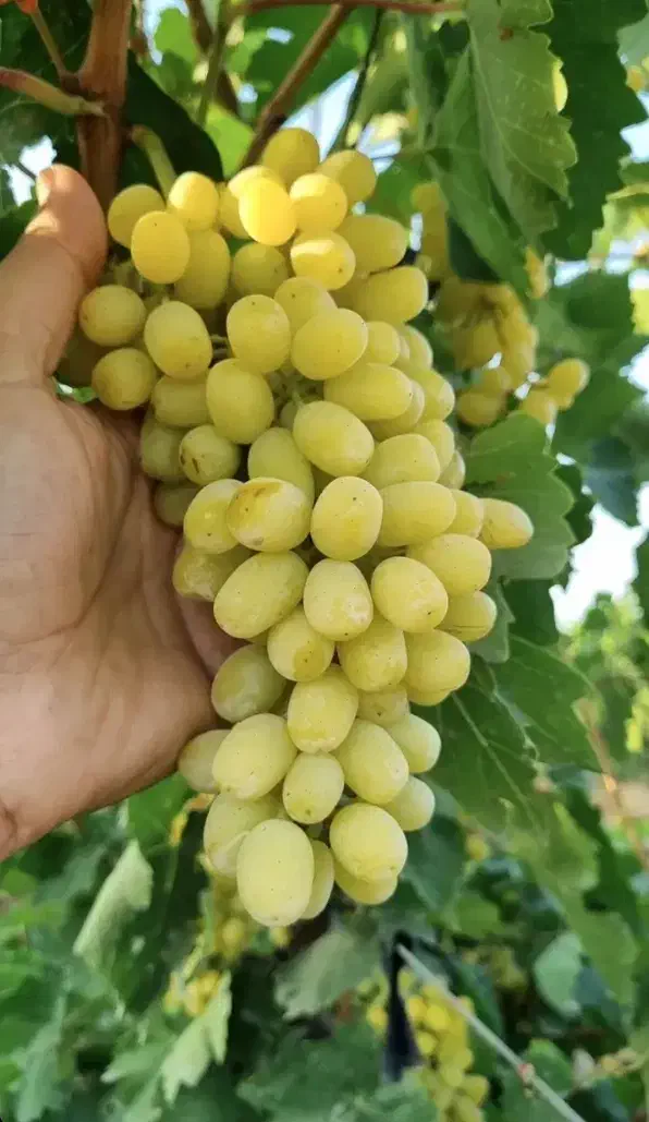 نهال انگورخوشه طلایی|خدمات باغبانی و درختکاری|تاکستان, |دیوار