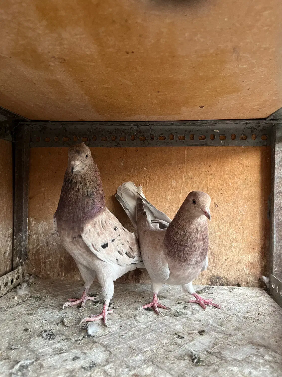 کفتر سرور|پرنده|اسلامشهر, مطهری|دیوار