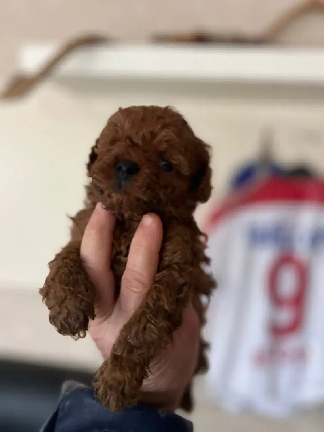 تاینی پودل|سگ|تهران, نیاوران|دیوار