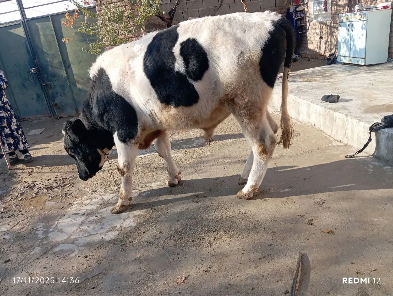 گاو نر|حیوانات مزرعه|انزل, |دیوار