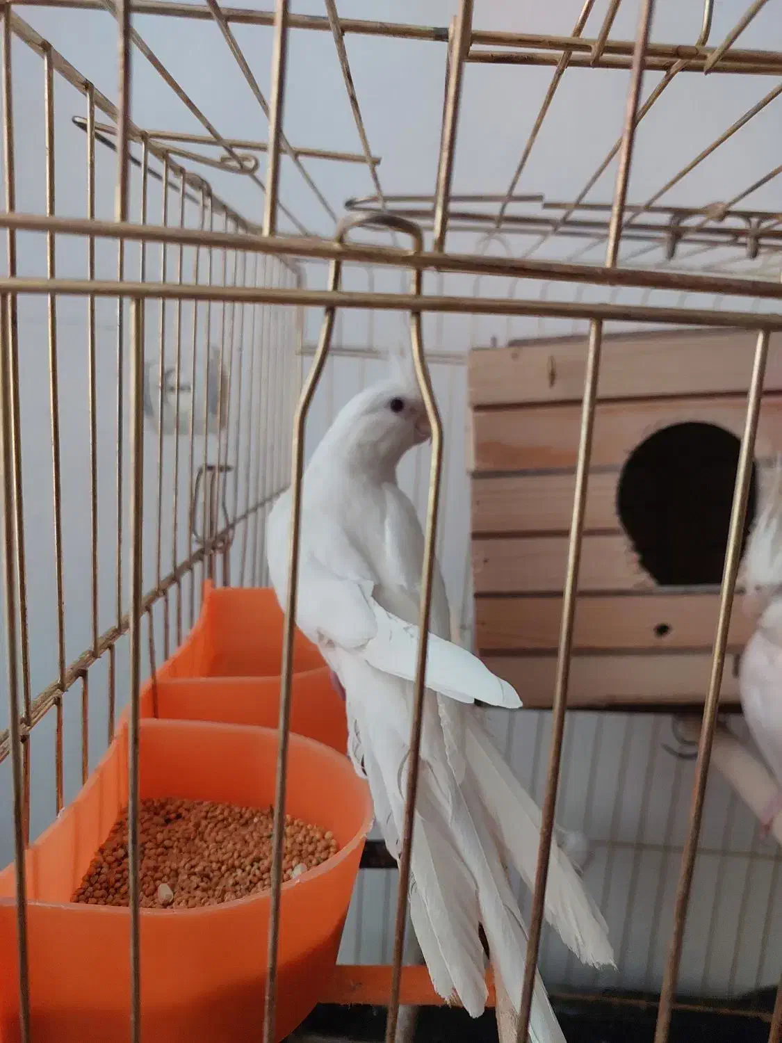 عروس  هلندی|پرنده|سردشت, |دیوار