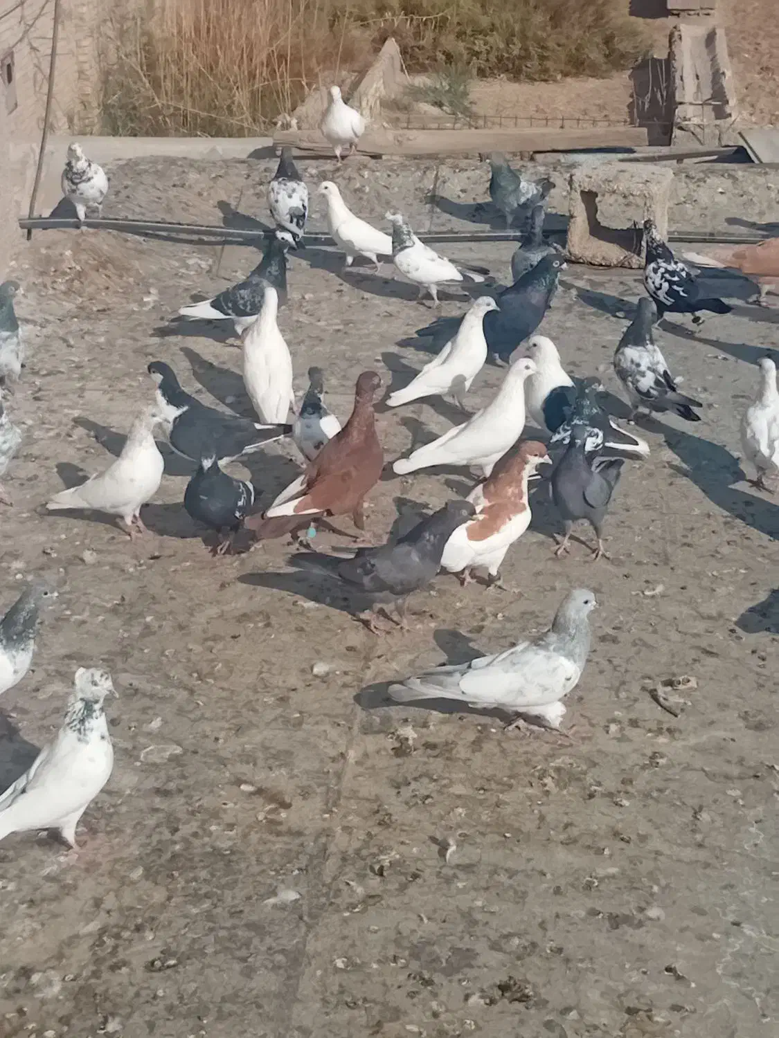 کبوتر رنگی|پرنده|آبادان, |دیوار