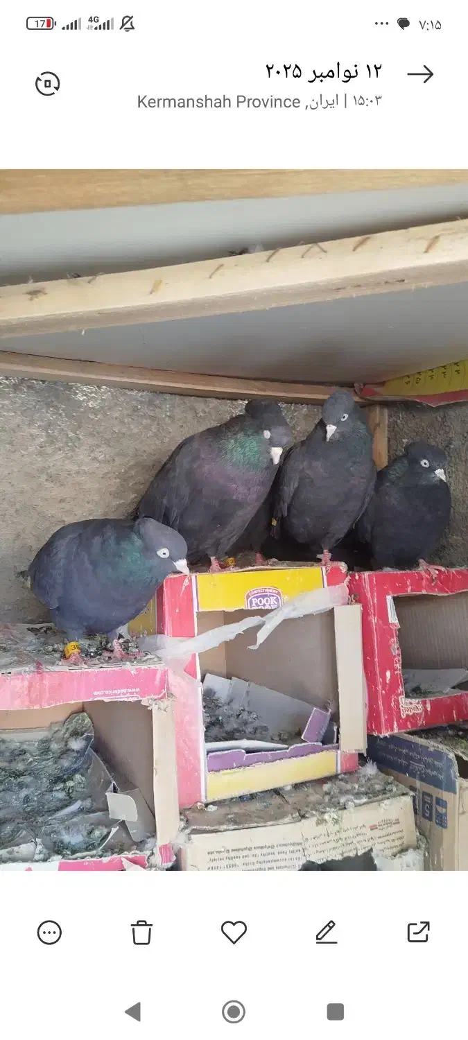 کبوتر زاغ کرز سیاتی پرنده|پرنده|کرمانشاه, |دیوار