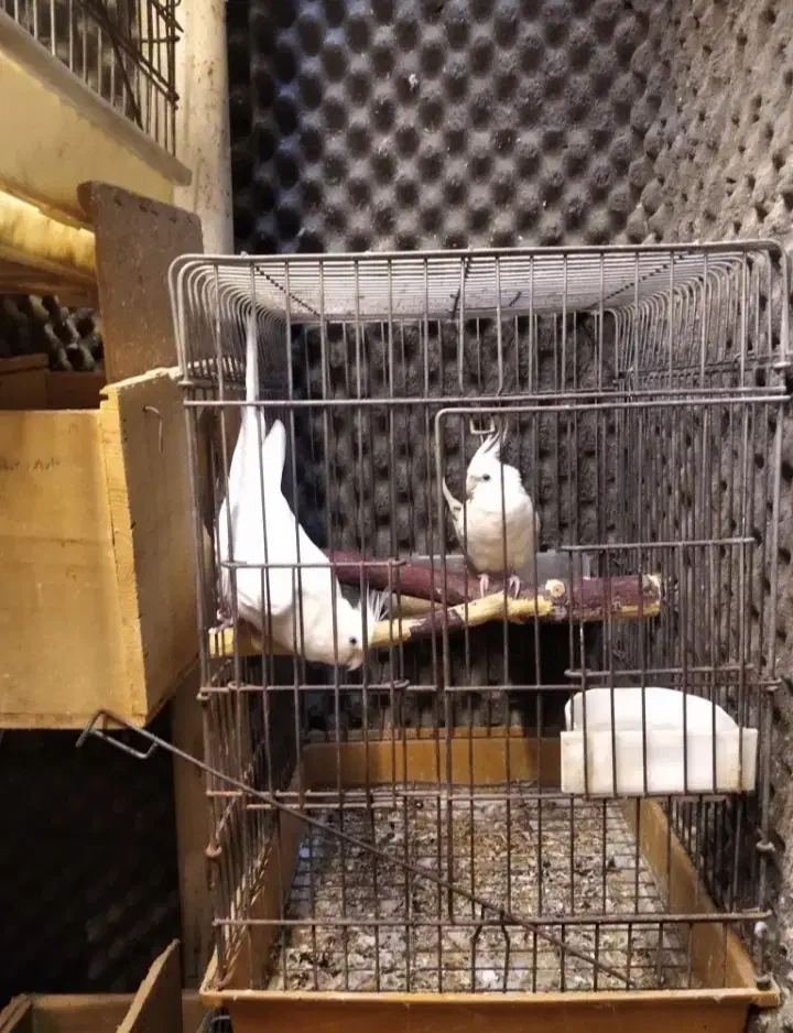 طوطی البینو چشم شرابی جفت مولد|پرنده|رشت, پل تالشان|دیوار