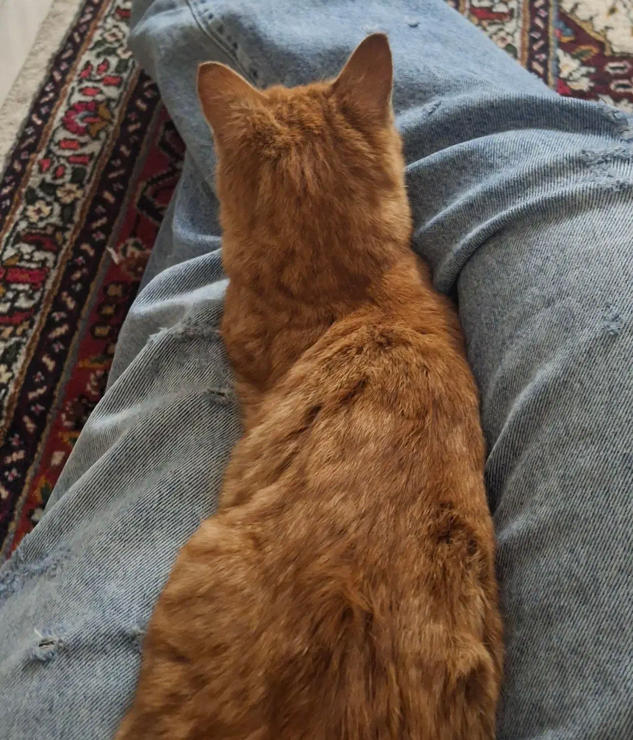 واگذاری گربه|گربه|تبریز, |دیوار