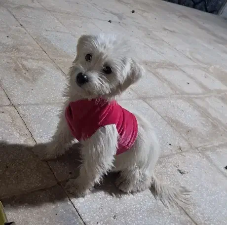 سگ خانگی|سگ|قم, سالاریه|دیوار