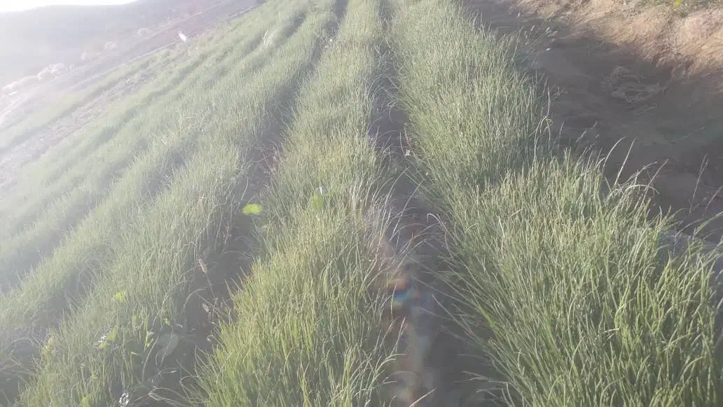 پیاز مینروا دستگیری|خدمات باغبانی و درختکاری|عنبرآباد, |دیوار