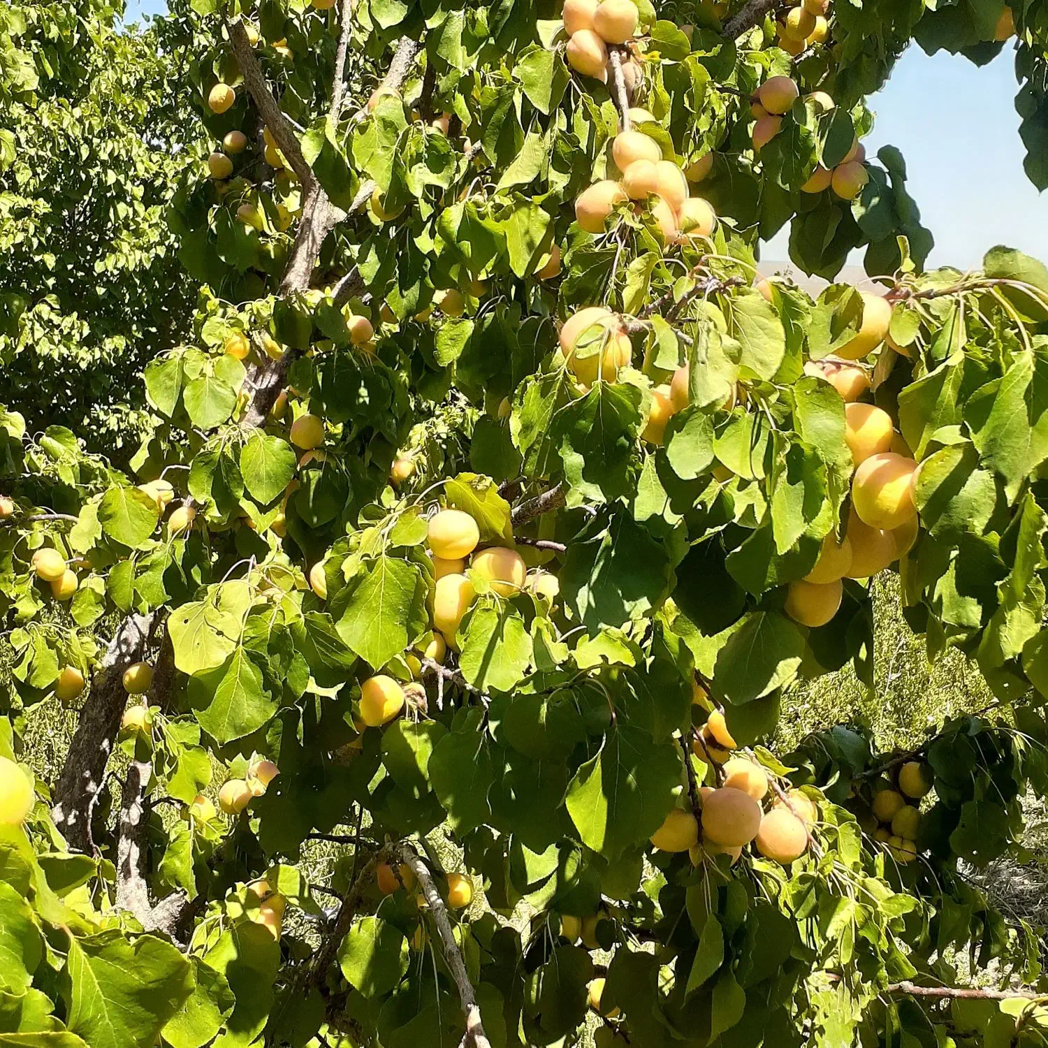 باغ روستای خوش آب و هوای زواریان|فروش زمین و ملک کلنگی|سلفچگان, |دیوار