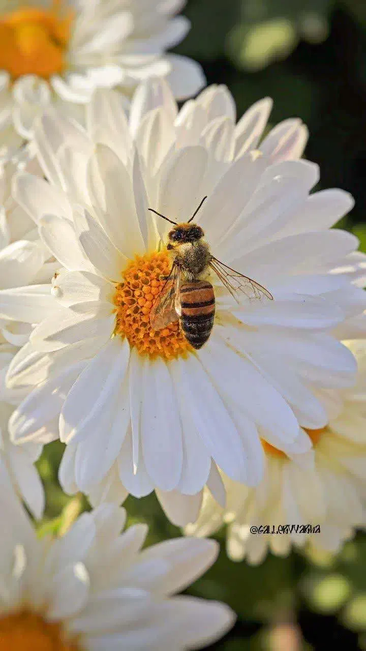 تحقیق، تایپ، جزوه، ترجمه، آموزش زبان|خدمات رایانهای و موبایل|دزفول, |دیوار