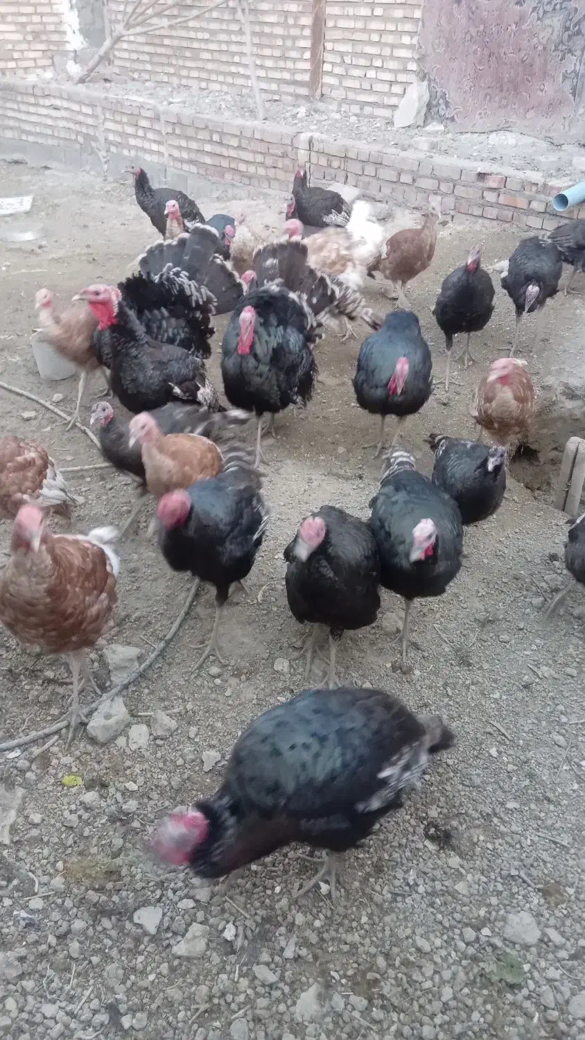 بوقلمون|حیوانات مزرعه|مهربان, |دیوار