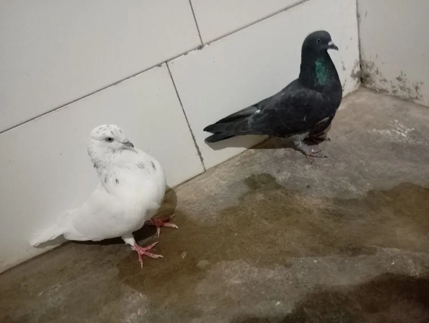 کاشانی نرو ماده|پرنده|مسجد سلیمان, |دیوار