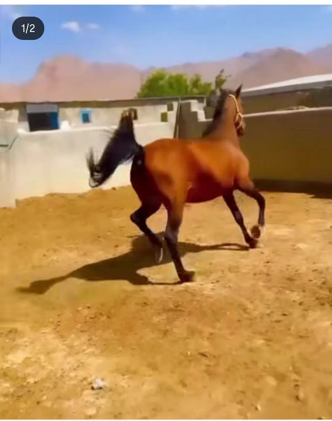 مادیان کرد|اسب و تجهیزات اسبسواری|مشگین شهر, |دیوار