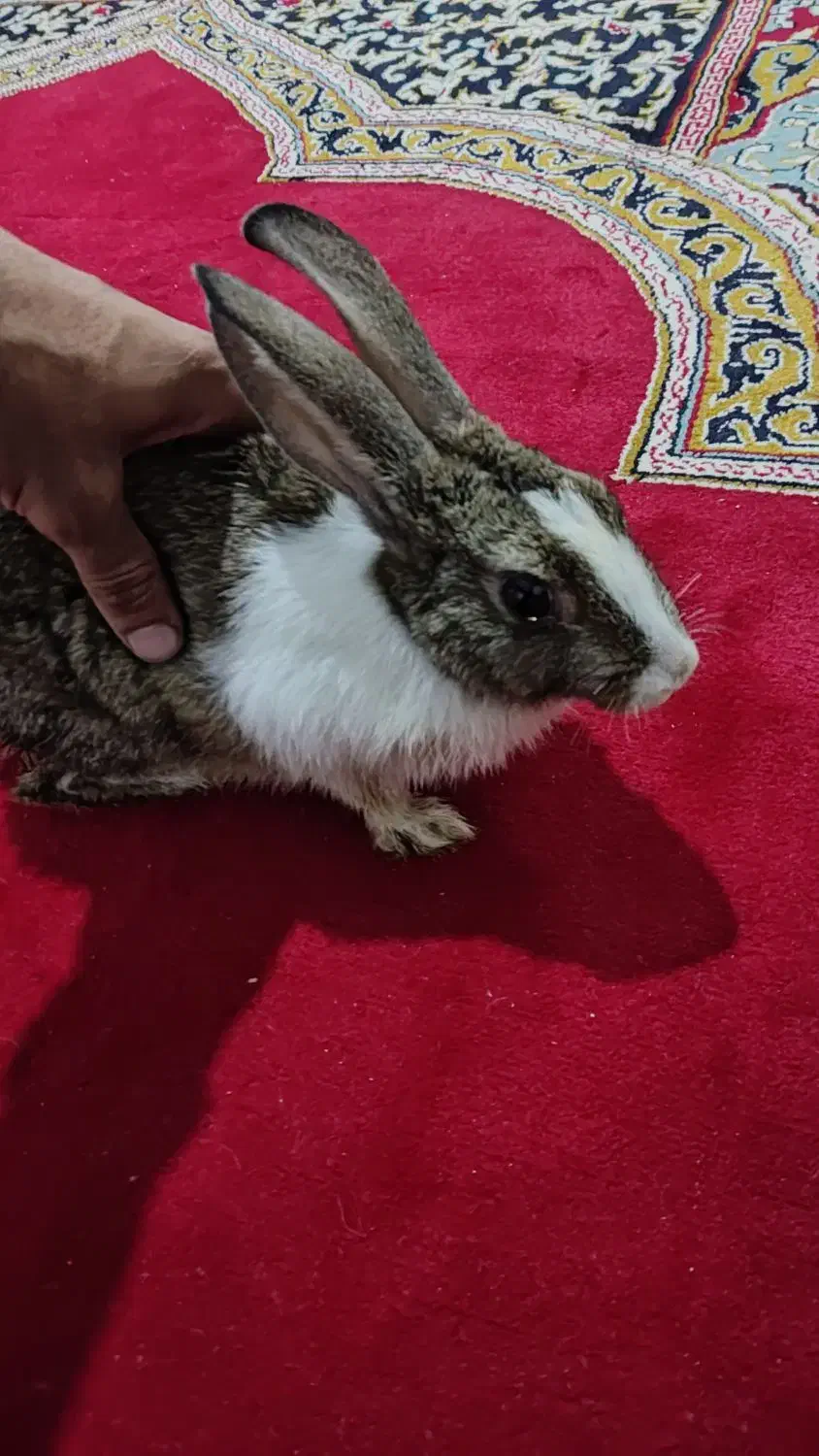 خرگوش زبل|موش و خرگوش|خرمآباد, |دیوار