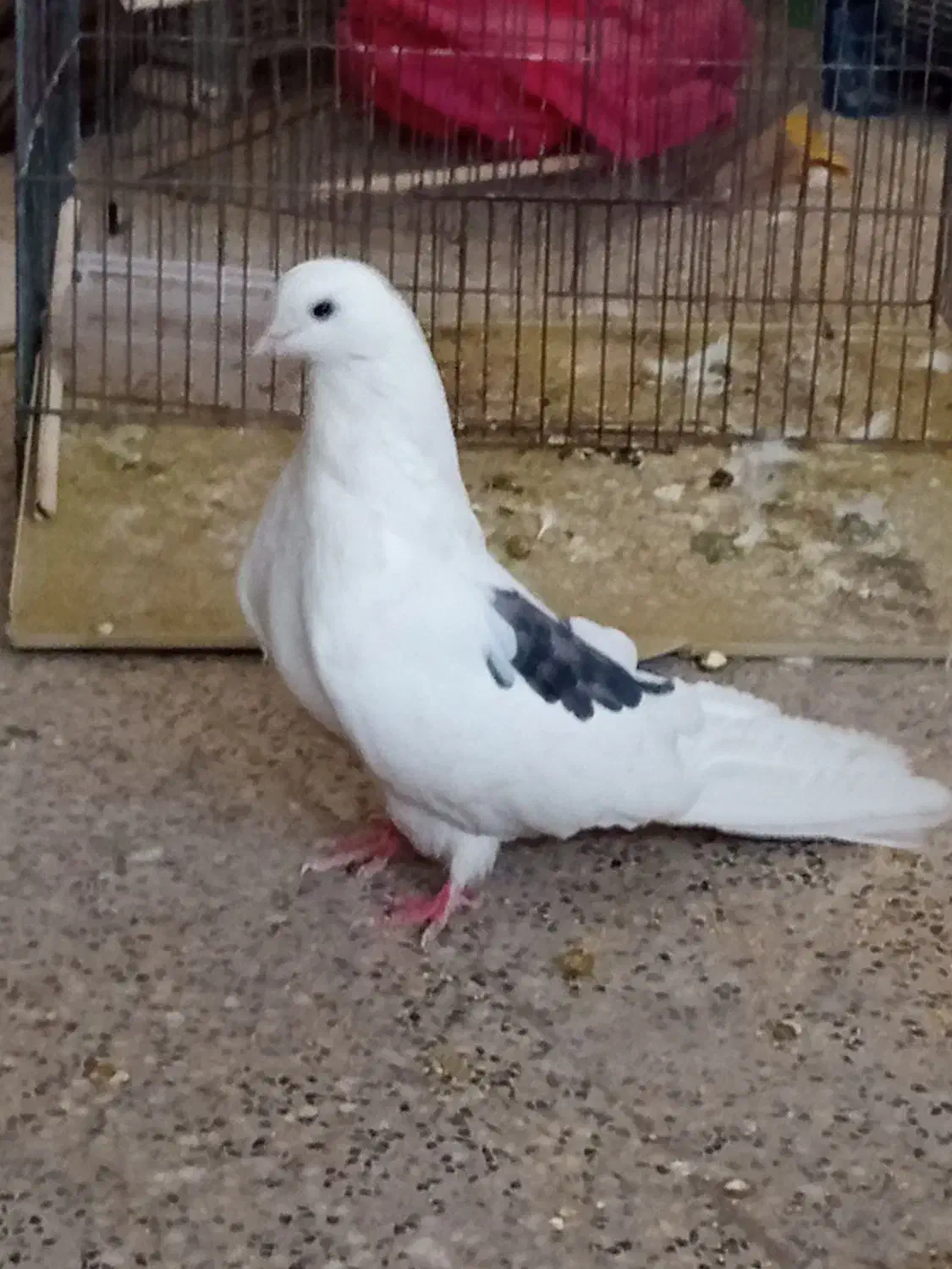 کفتر|پرنده|اردکان, |دیوار