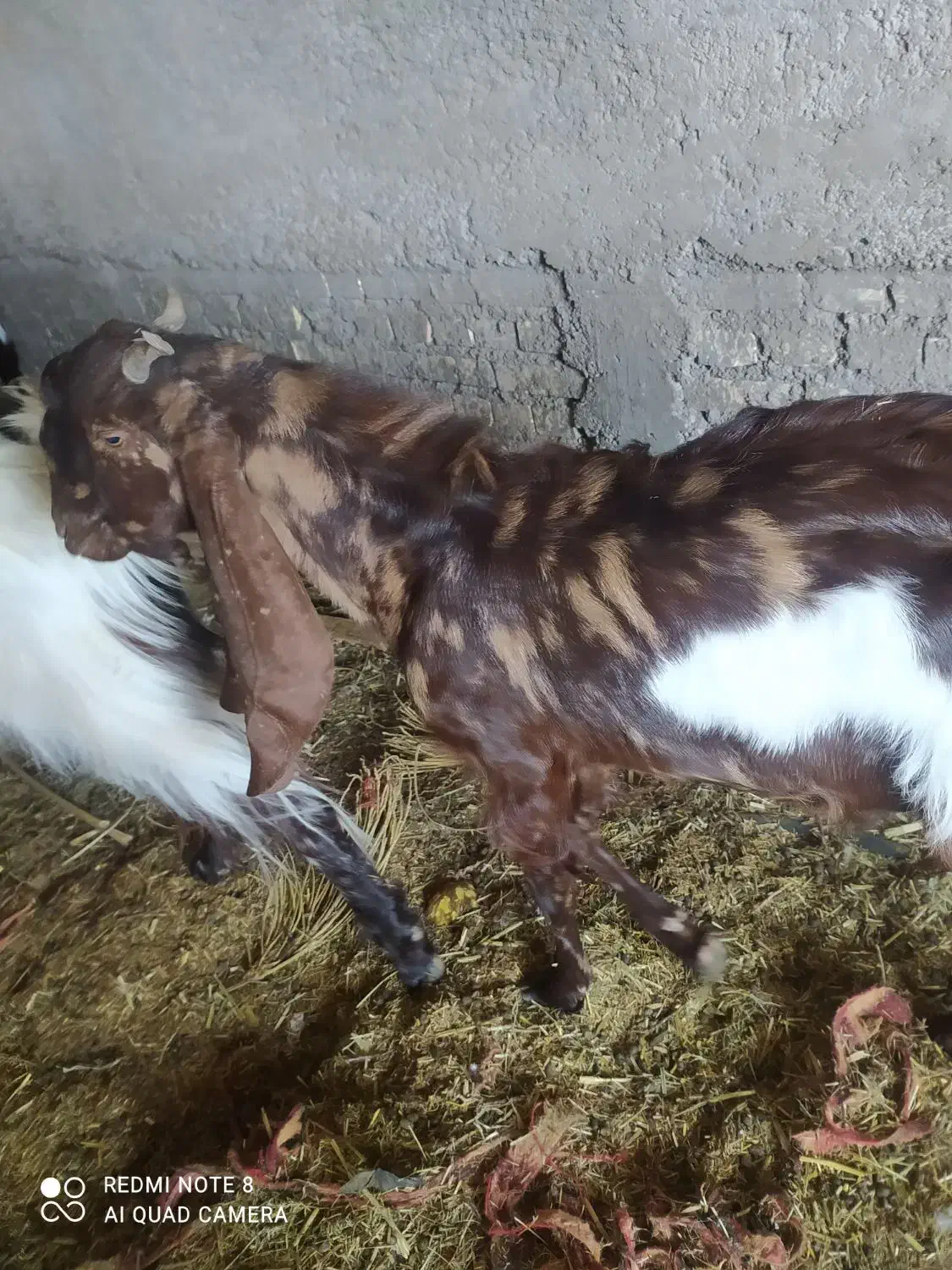 سلام سه نر|حیوانات مزرعه|خرمشهر, |دیوار