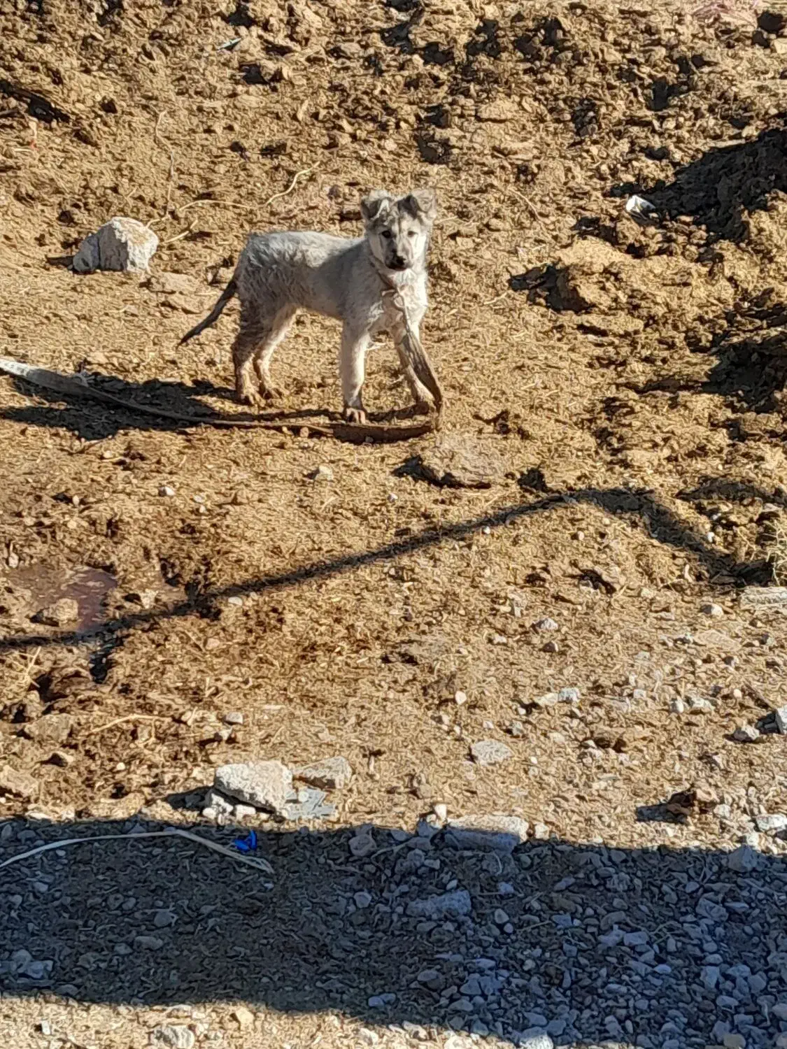 فروش یک عدد سگ ماده|سگ|زید آباد, |دیوار