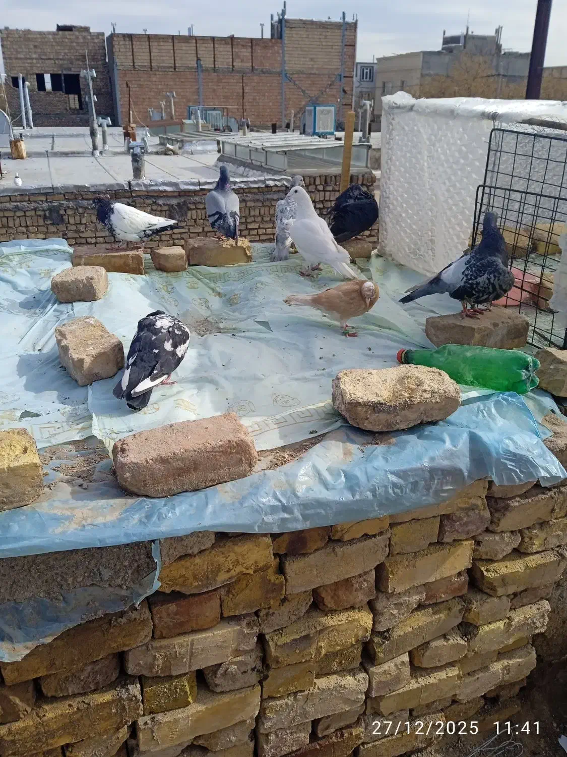 کفتر|پرنده|بیرجند, |دیوار