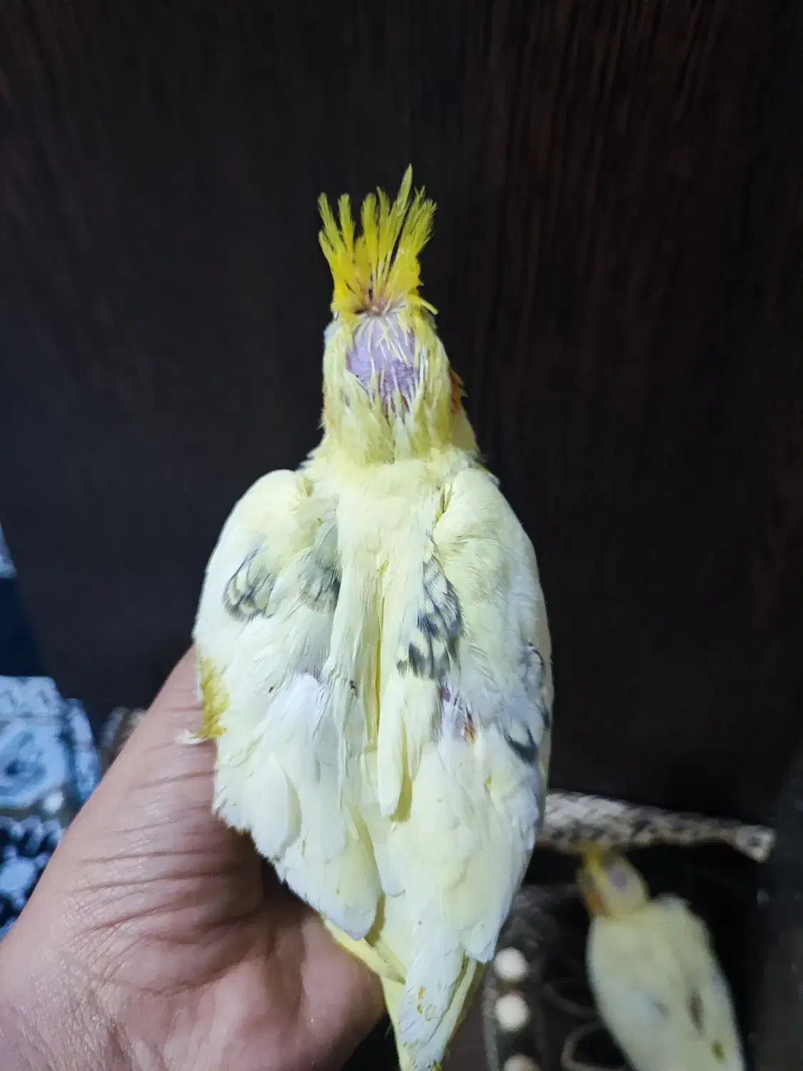 عروس هلندی|پرنده|لار, |دیوار