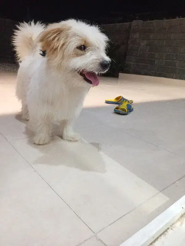 سگ پاکوتاه|سگ|جغین, |دیوار