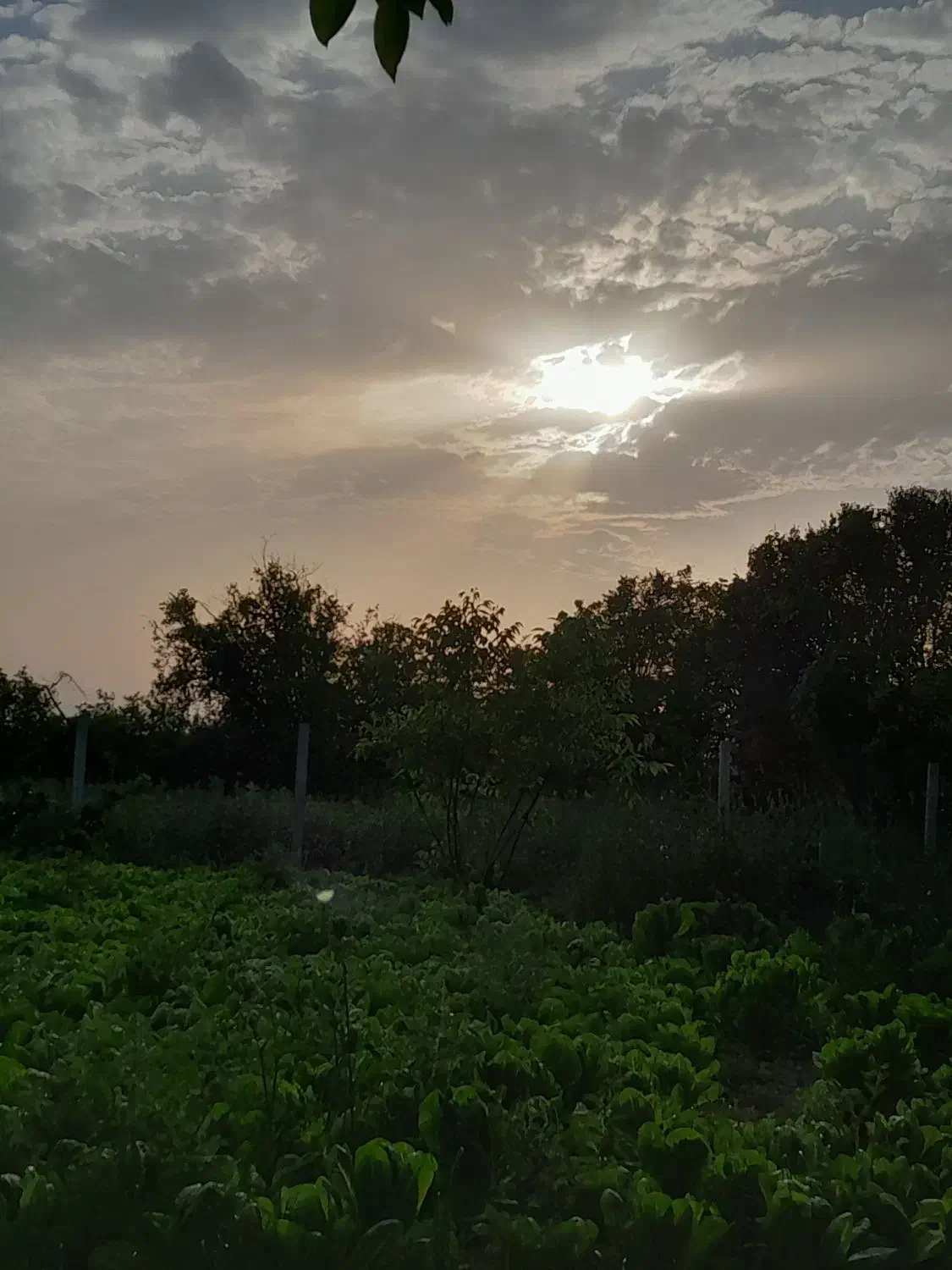 فروش زمین|فروش زمین و ملک کلنگی|خلیل شهر, |دیوار