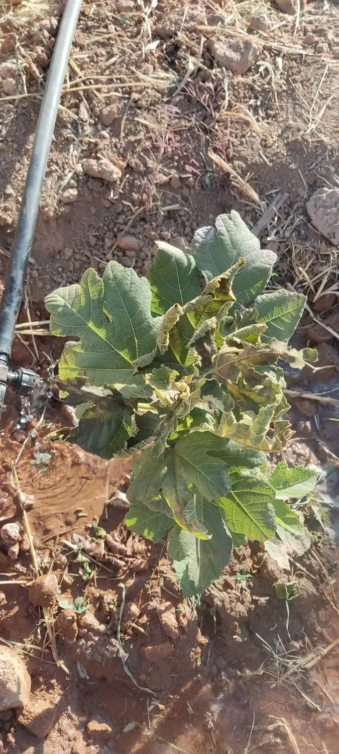 مشاوره در امور زراعی و باغی|خدمات باغبانی و درختکاری|شیراز, تندگویان|دیوار