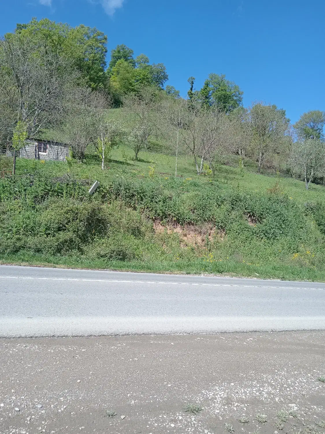 زمین باغ مسا حت 2500 متر|فروش زمین و ملک کلنگی|کیاسر, |دیوار