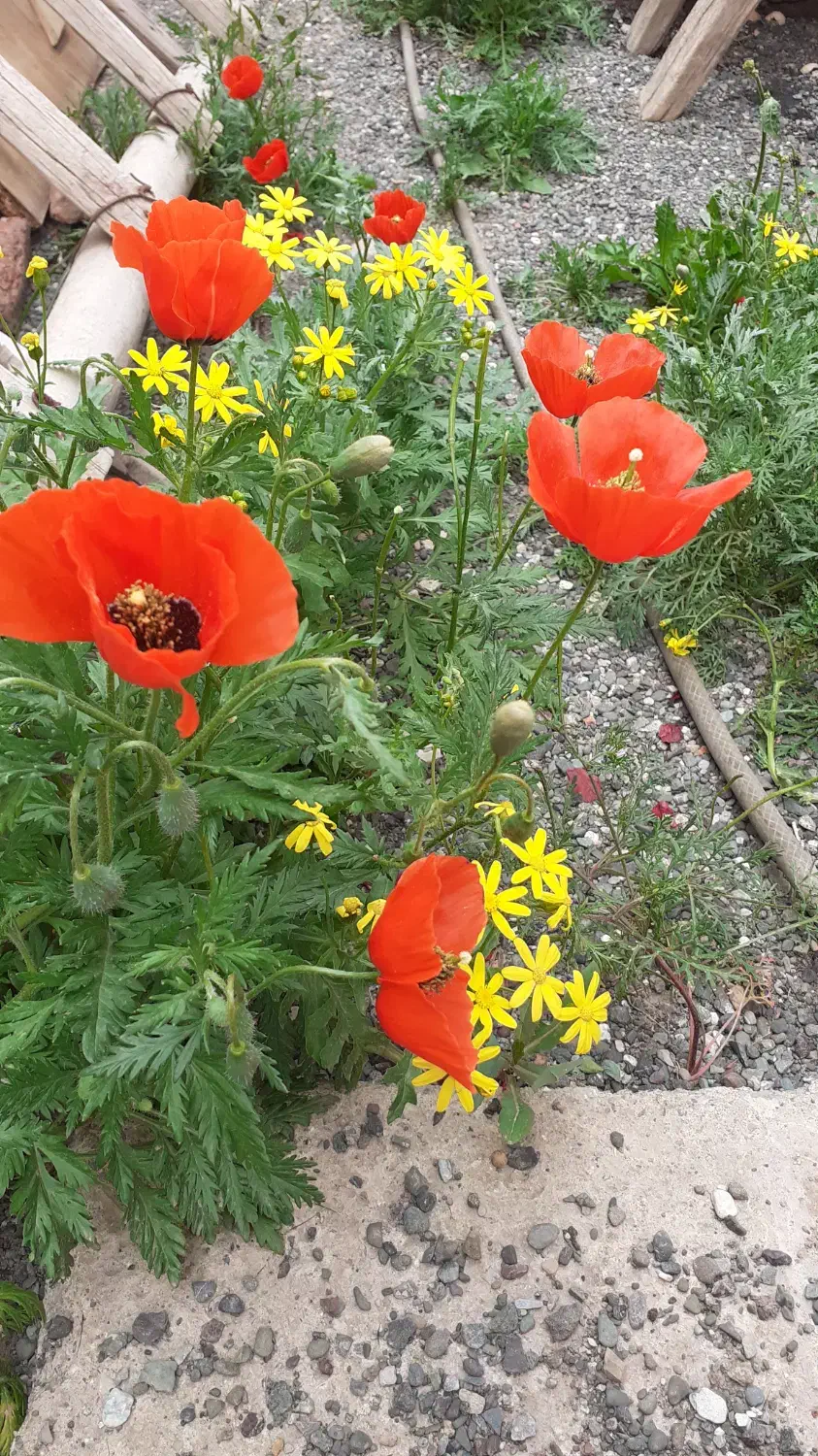 همکار خانم آشنا به کامپیوتر ساعت کار۷/۳۰الی۱۳/۳۰|استخدام اداری و مدیریت|خوی, |دیوار