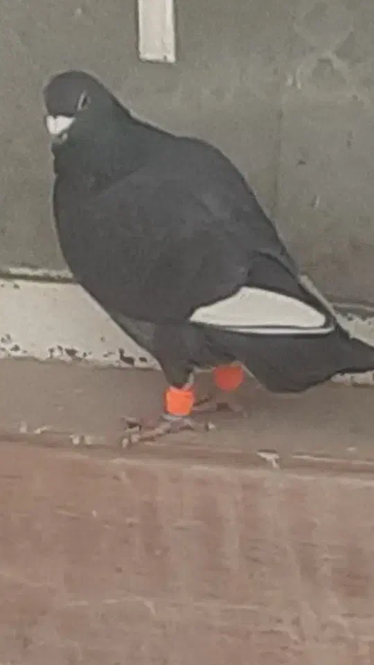 کبوتر|حیوانات|تربت‌حیدریه, ترمینال|دیوار