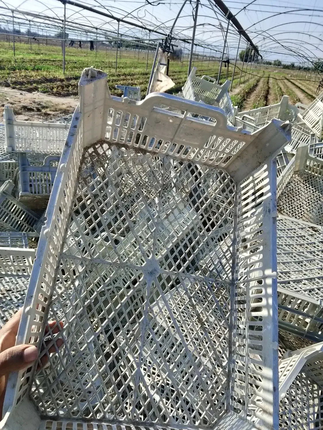 سبد میوه|ظروف نگهدارنده، پلاستیکی، یکبارمصرف|جیرفت, |دیوار